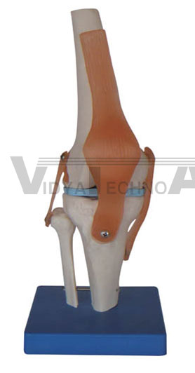 Life-size knee joint